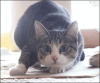 A.GIF